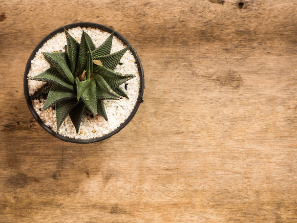 Succulent or Cactus - Photo, Image