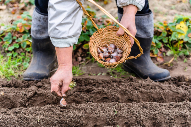 Gardener planting garlic in the vegetable garden. Autumn gardening. Local farming concept. - 写真・画像