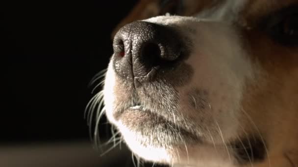 Cute Jack Russell Terrier - Footage, Video