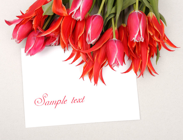 red tulips - Foto, afbeelding