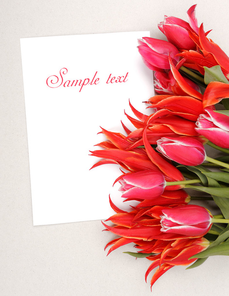 red tulips - Foto, Bild