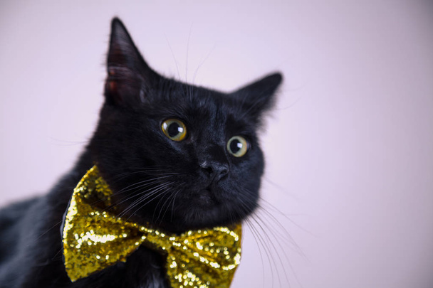 Cute black cat with bow-tie on bright background - 写真・画像