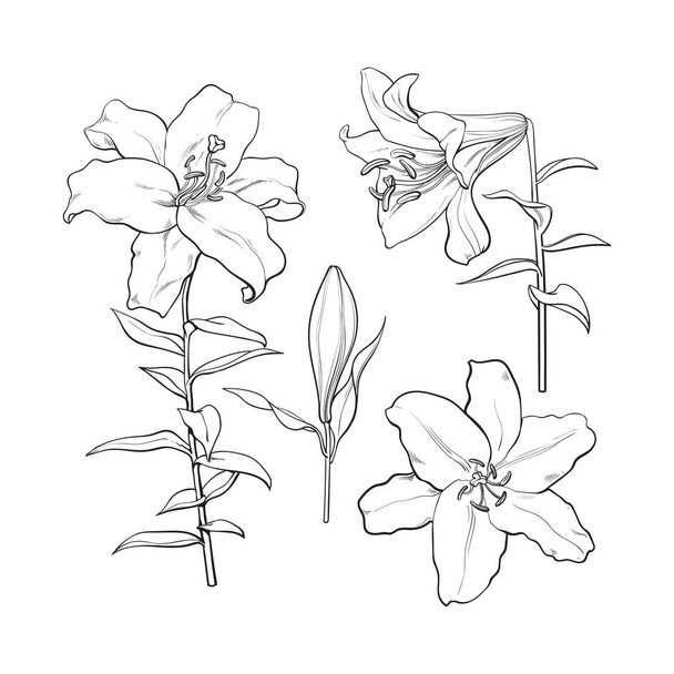 Set of hand drawn white lily flowers, side, top view - Vecteur, image