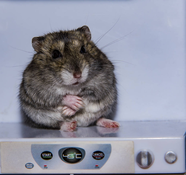 Grey dwarf hamster - Photo, Image