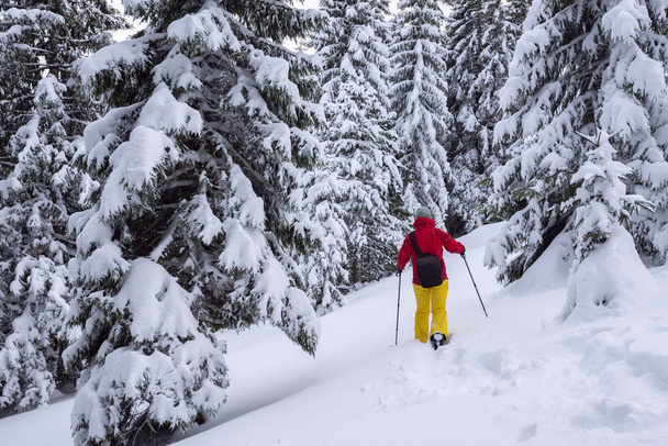 Traveler is walking on snowshoes among snow covered fir trees  - Photo, image