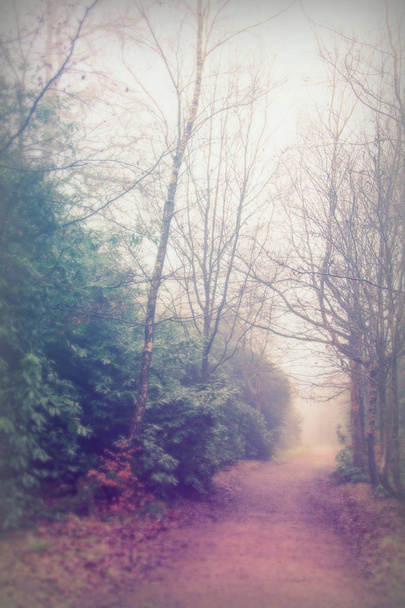 A ködös, ködös reggel angol erdők - Fotó, kép