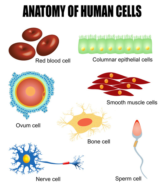 ひと細胞の解剖学 - ベクター画像