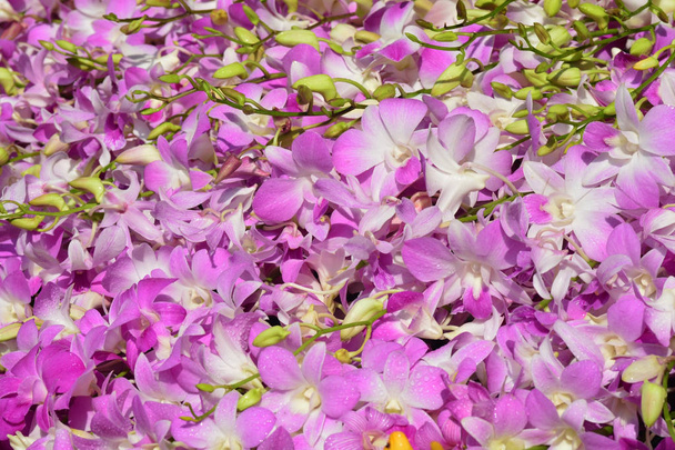 gyönyörű rózsaszín orchidea háttér - Fotó, kép