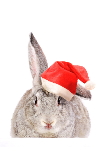 Rabbit in a Santas hat. - Фото, изображение