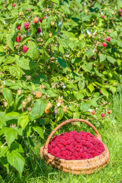 Fresh raspberries basket in the garden - 写真・画像
