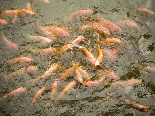 魚のいる池で多くの魚 - 写真・画像