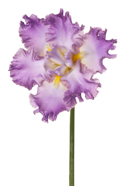 iris flower isolated - Zdjęcie, obraz