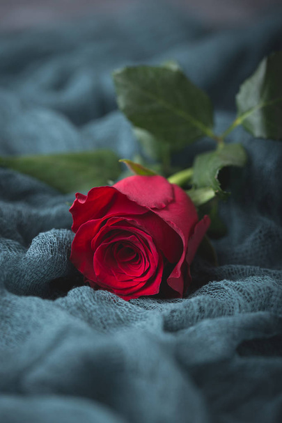 A gift to a dear person. Ardent love, passion, tenderness, all in this little rose. - Valokuva, kuva