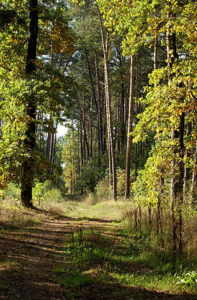 Herbstliche Waldlandschaft - Foto, Bild