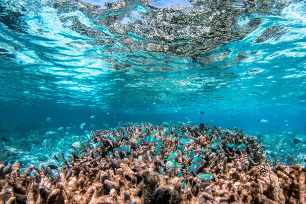 onderwater koraal rif   - Foto, afbeelding
