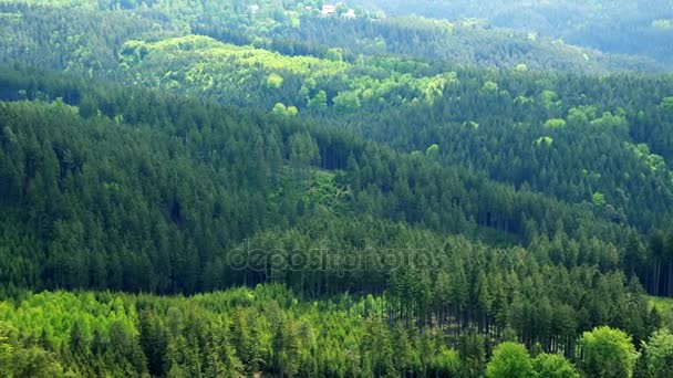 Bir büyük ve kalın orman alanı - Üstten Görünüm - Video, Çekim