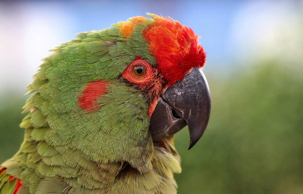 Kleurrijke close-up van een ara papegaai - Foto, afbeelding