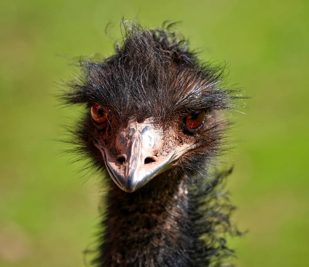 Emu head close up portrait - Фото, изображение