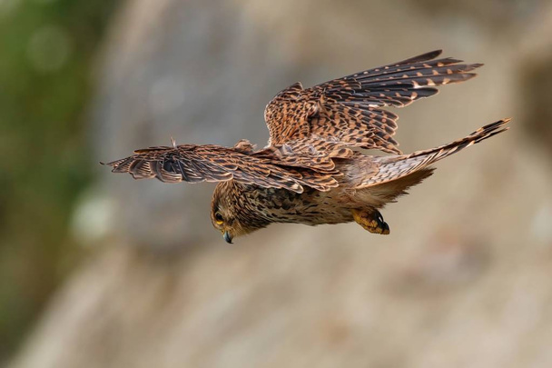 Av için arıyor uçuş hovering kerkenez - Fotoğraf, Görsel