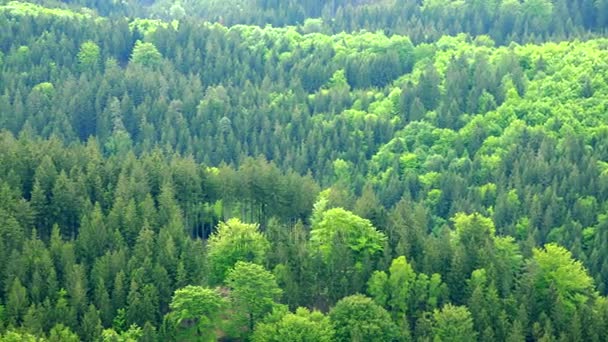 Огромная и густая площадь леса - вид сверху
 - Кадры, видео