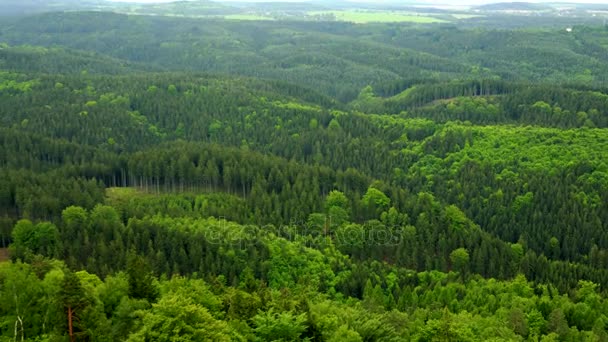 A vast, thick forest area - top view - Footage, Video