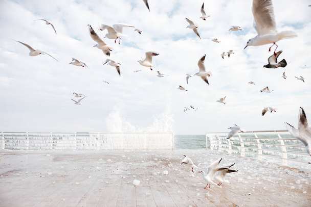 Seagulls flying above the pier - 写真・画像