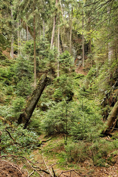 Old forest scenery with rotten tree trunks - Valokuva, kuva