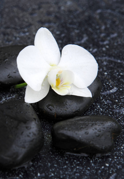 Orquídea branca única e pedras pretas fechar
. - Foto, Imagem