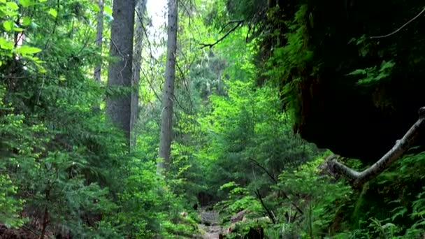 森林渓谷を通してパス - 映像、動画