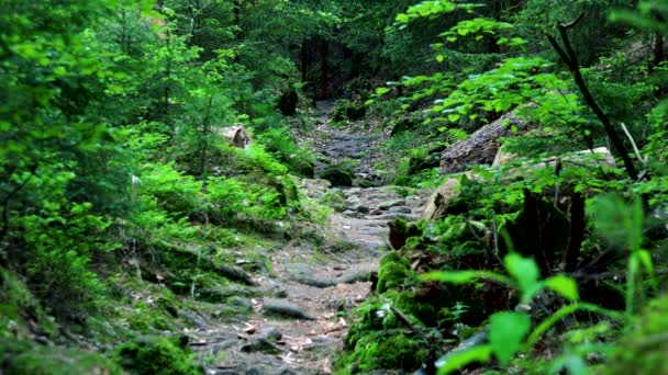 Oflagowane ścieżka w lesie - Materiał filmowy, wideo