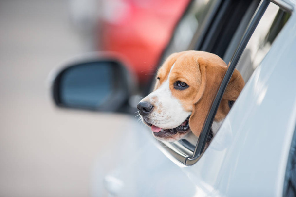 Бігль собака, бігль собака на вікнах автомобілів
 - Фото, зображення