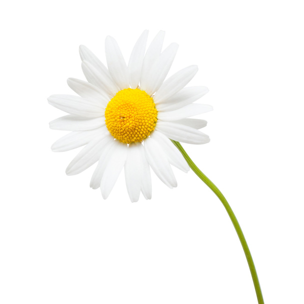 ein weißes Gänseblümchen Blume isoliert auf weißem Hintergrund - Foto, Bild