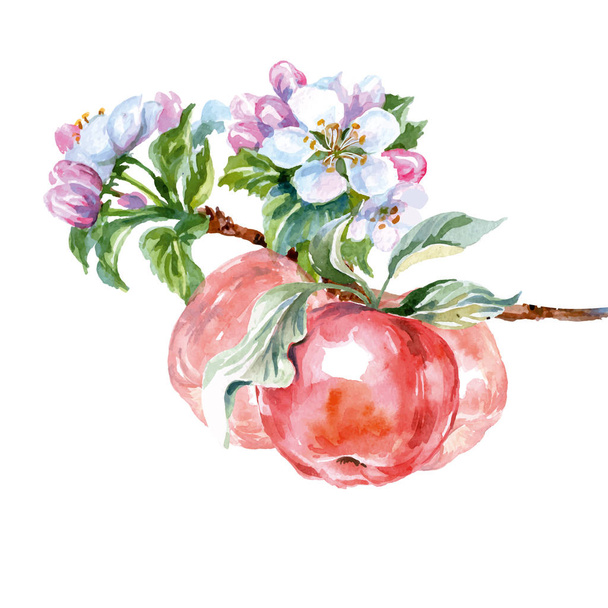 Watercolor apple tree branch with flowers and apples. Spring background. Vector - Vettoriali, immagini