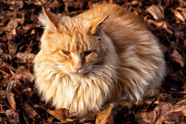 Yaprakları döşeme büyük tüylü kedi - Fotoğraf, Görsel