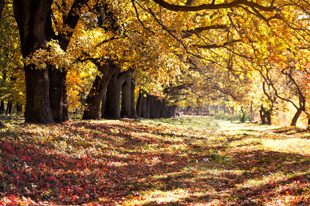 Πολύχρωμο φθινόπωρο τοπίο. Φύση background.gorgeous δάσος το φθινόπωρο, γραφικό τοπίο με ευχάριστο θερμό sunshine.autumn leaves.lots φύλλα χρυσού και το γαλάζιο του ουρανού. Φθινοπωρινά φύλλα πράσινο, κίτρινο, πορτοκαλί, κόκκινο - Φωτογραφία, εικόνα