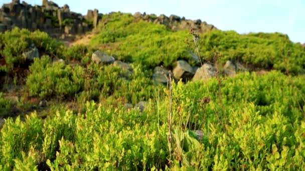 植え込みの草に覆われた玄武岩の柱状岩の表面 - 映像、動画
