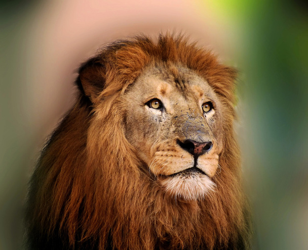 Leão rei real com olhos brilhantes afiados
 - Foto, Imagem