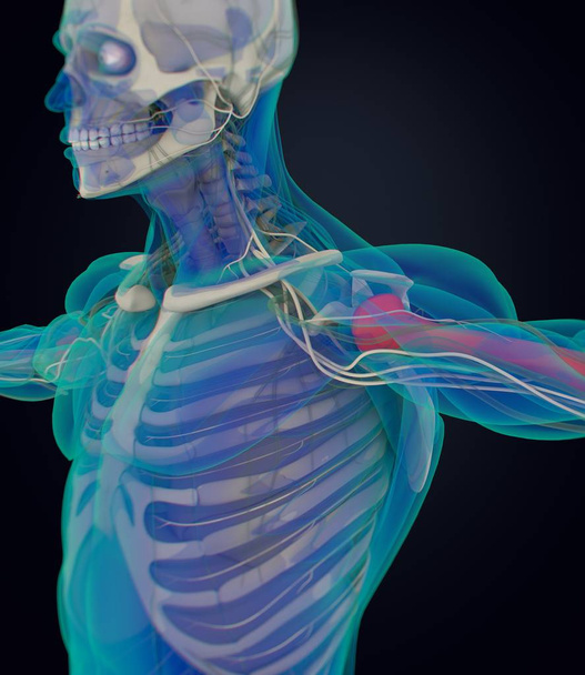 ひと上腕骨解剖モデル - 写真・画像