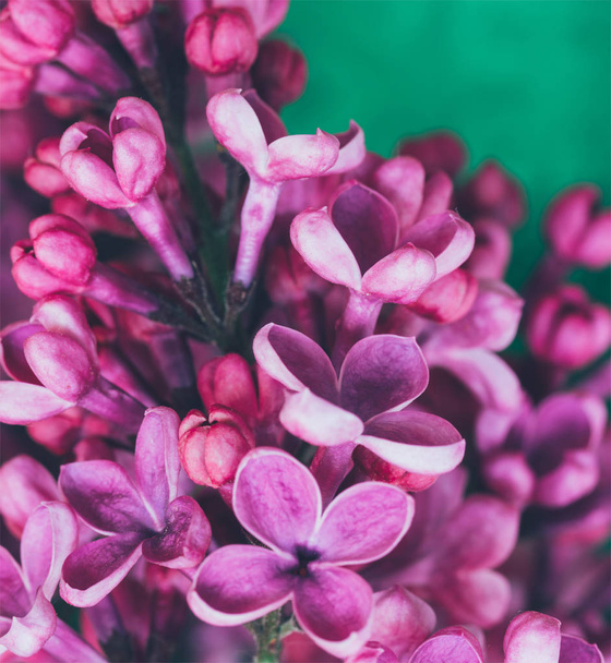branch of lilac flowers closeup. shallow depth of field, selective focus, toned photo - Fotó, kép