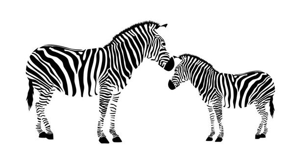 Duas zebras. mãe e filho
 - Vetor, Imagem