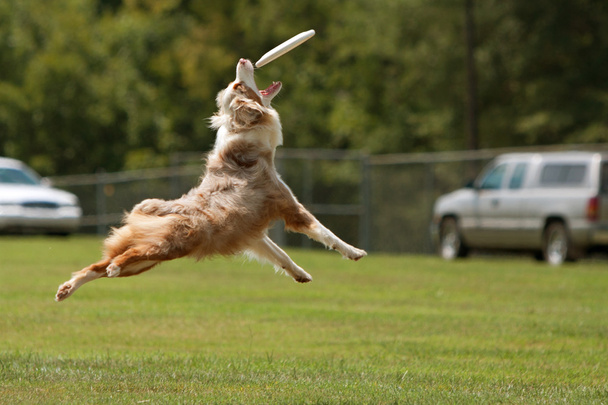 perro salta a coger frisbee en boca
 - Foto, imagen