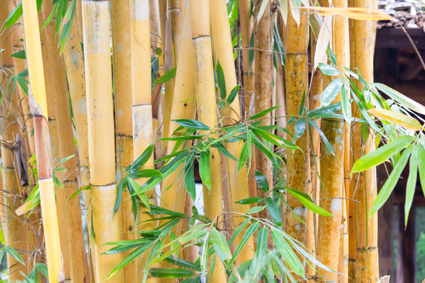 Tronc en bambou doré
 - Photo, image