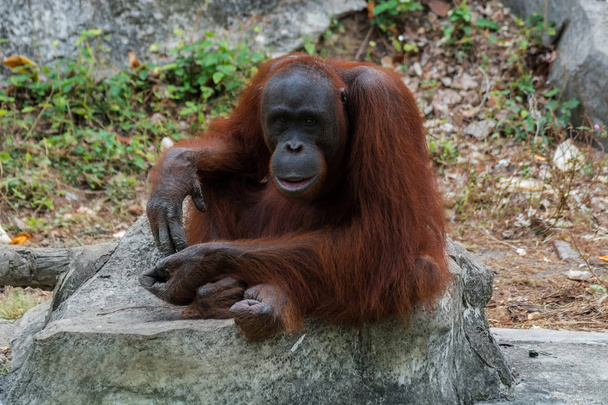 Orangutaani tai Pongo pygmaeus
. - Valokuva, kuva