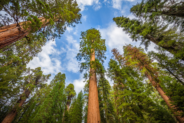 Секвоядендрон гігантський дерева в Національний парк Секвойя, Каліфорнія, США - Фото, зображення