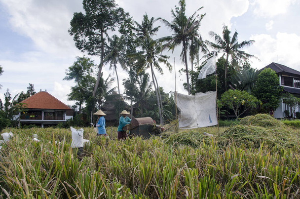 Farmer gathering rice in traditional way. Ubud, Bali Indonesia - Foto, imagen