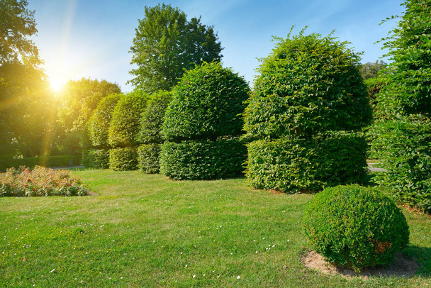 Hedges and ornamental shrub in a summer park. Bright Sunrise in  - Foto, immagini