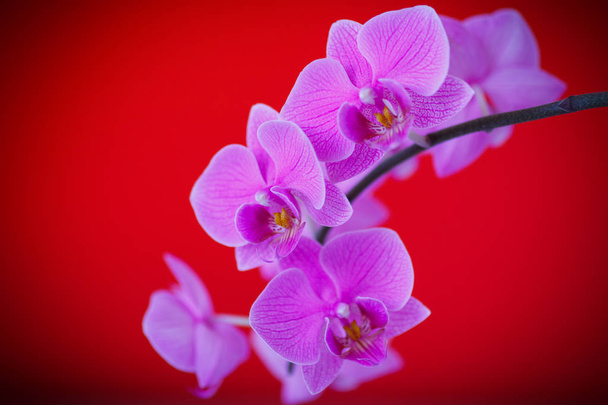 branch beautiful white orchid - Фото, зображення