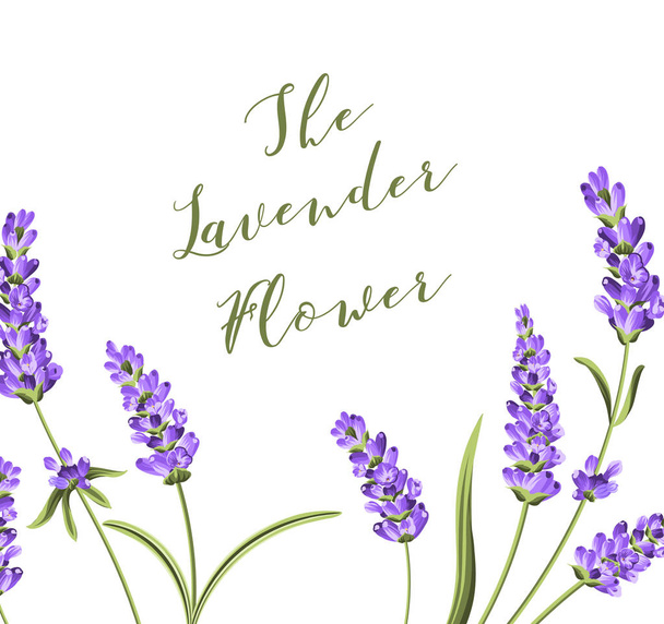 Elegant card with lavender flowers. - Vector, Image