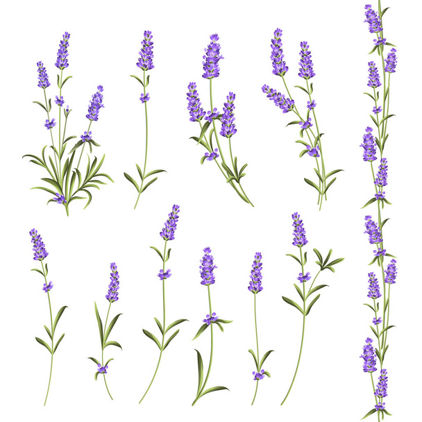 Set of lavender flowers. - Vecteur, image