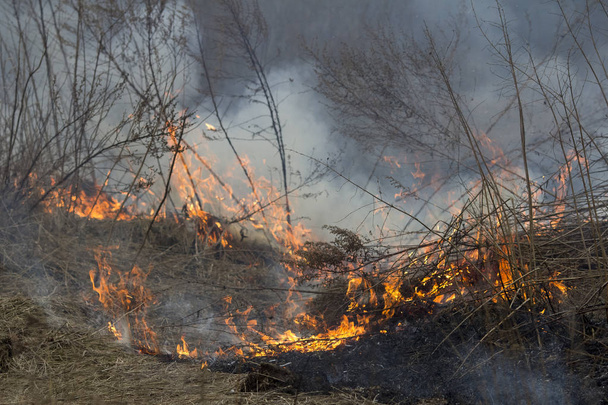 Jarní oheň. Vypalování trávy - Fotografie, Obrázek